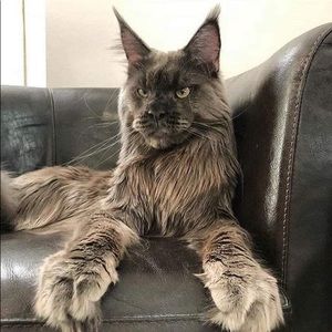 Meet your Posher, Brent